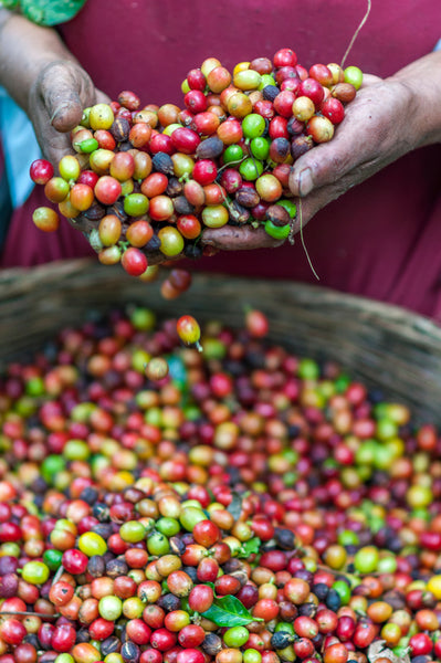 What is the difference between the Arabica and Robusta bean? 