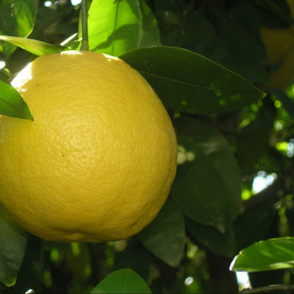 Äthiopien Bergamotte Note