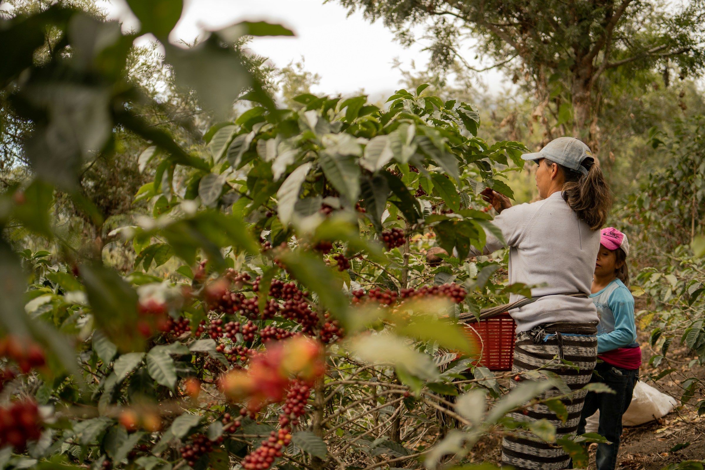 Frau pflückt Kaffeekirschen auf Kaffeefarm