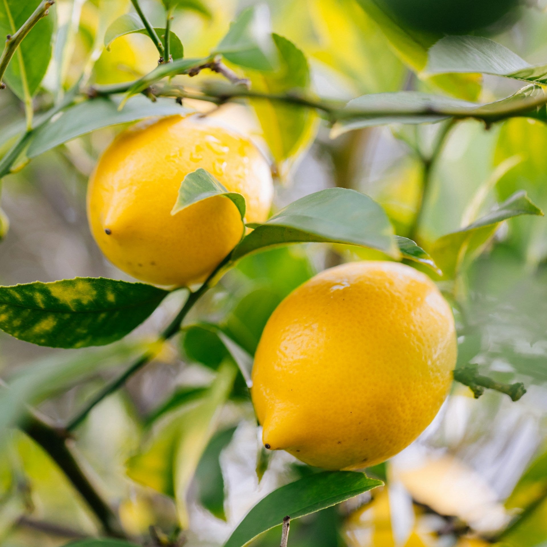 Zitrustfrüchte Note