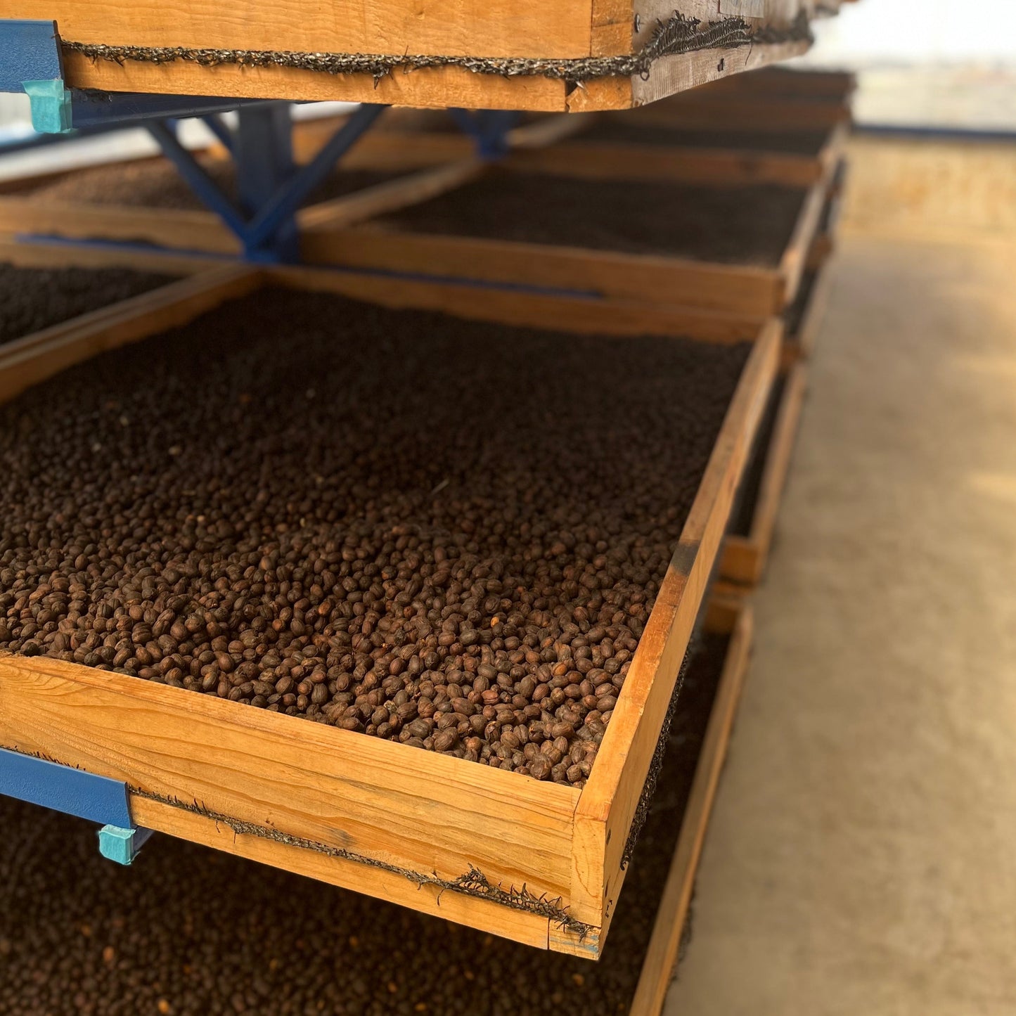 Beete zum Trocknen von Kaffee