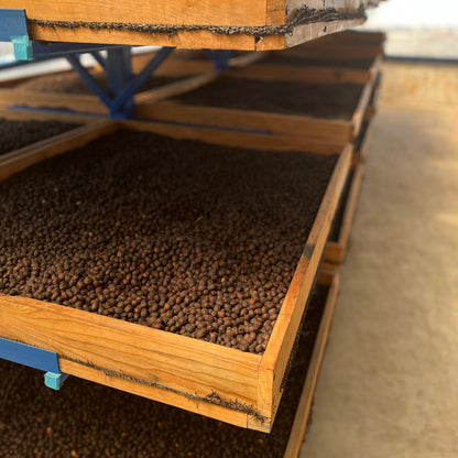 Beete zum Trocknen von Kaffee