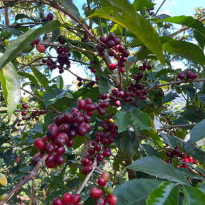Rote Kaffeekirschen am Baum