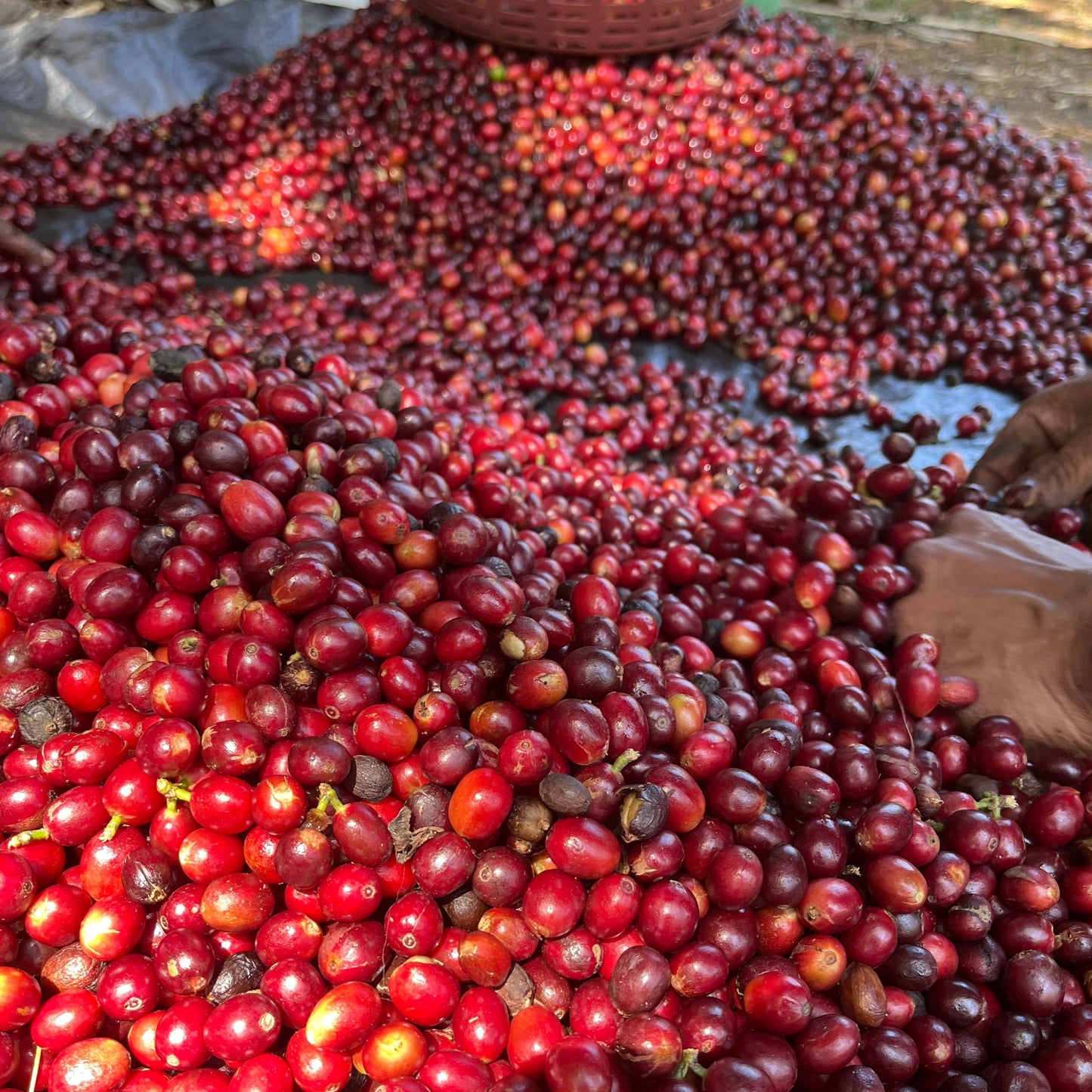 Sortieren der Kaffeekirschen per Hand