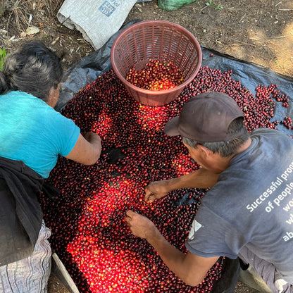 Sortieren der Kaffeekirschen auf der Farm