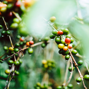 Kaffeebohnen aus Guatemala