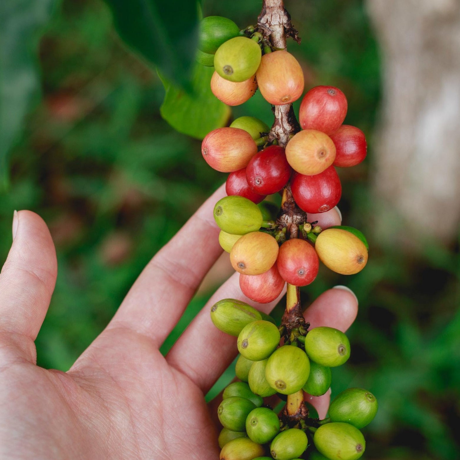 Kaffeebohnen am Baum 
